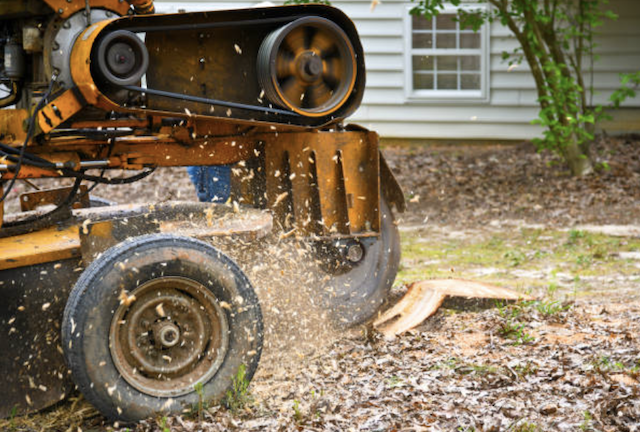 stump removal in Spanish Springs